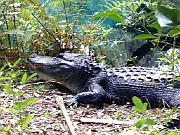 Ocala National Forest Spyder Ride with Patrick